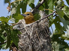 This Baltimore Oriole was spotted in the nest near Dunrobin. An Oriole nest basically — a hanging sack — is built with grass,  grapevines, yarn, string and hair. Some nests may have plastic strands. The female does most of the nest construction.