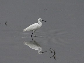 The Little Egret continues to attract many birders from southern Ontario and north eastern United States.