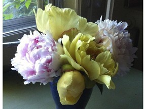 Sarah Bernhardt and Garden Treasure peony flowers in all their voluptuous glory.