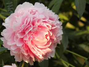 Which peonies will wow the judges?