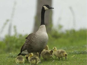 Oiling and shaking goose eggs are common methods to reduce the populations of nuisance birds.