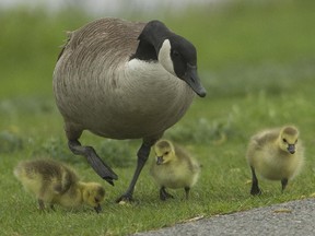 Oiling and shaking goose eggs are common methods to reduce the populations of nuisance birds.