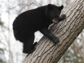 Black bear cub file photo