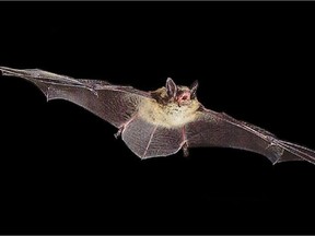 The little brown bat has been placed on Ontario's endangered species list as a result of  White-nosed Syndrome.