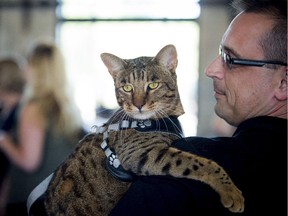 Mike Gardner holds Timone a two-and-a-half- year-old Savannah cat at Just for Cats festival at the Horticulture Building at Lansdowne Park Saturday June 13, 2015. Timone is a therapeutic cat that makes regular visits to hospitals to help sick patients.