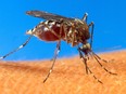 Kanata North is approaching the second year of its anti-mosquito campaign.