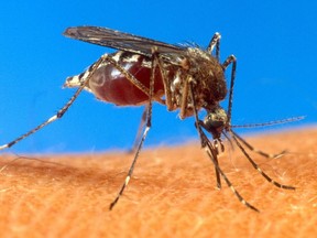 The Kanata North mosquito control program kicks off Friday.