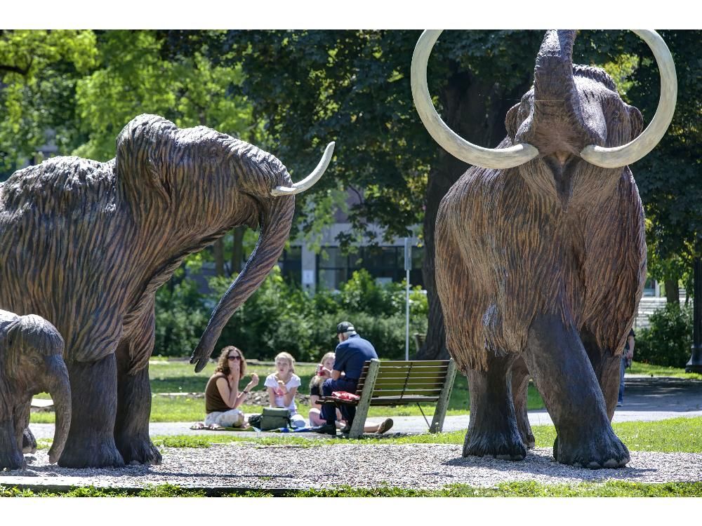 Museum's mammoths migrate again, due to landscaping | Ottawa Citizen