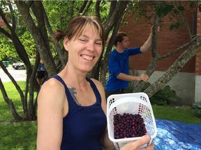 Tina Le Moine and Daniel Danford Dussault collect fruit from a serviceberry tree in Manor Park.