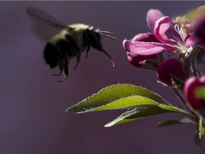 Use of 'neonic' pesticides have been blamed for reducing bee populations.
