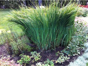 July is the month when many perennials such as grasses need to be staked.