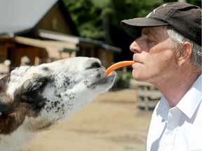 Barry Smith (pictured with Charlie, the friendly llama) is trying to save his Land O Lakes Rescue Petting Zoo, but it's been an uphill climb after he was nearly killed last February by a bull.