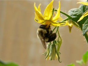 Bumblebees are caught in a climate vise, researchers say.