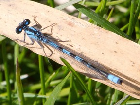 A damselfly.