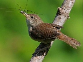 This House Wren was photographed at Long Sault. The House Wren is one of five species of wrens that breed in the Ottawa-Gatineau region. Wrens feed on a wide variety of insects  including spiders, caterpillars, moths, beetles and grasshoppers.