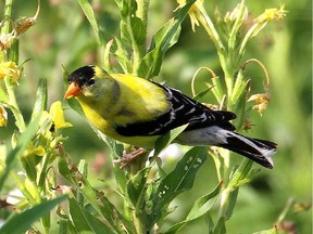 The American Goldfinch is one of the region latest nesters.