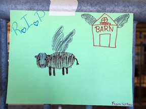 A young fan's tribute to Goody the bull, the 18-year-old gentle giant who was a fan favourite at the museum who died recently.