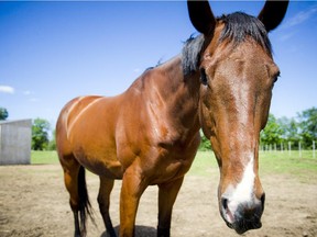 Heather Young the owner of a one-eyed horse Norman, who has written two children's books inspired by her horse photographed in the west end of Ottawa Friday June 19, 2015.