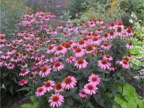 Purple cone flowers can take the heat and are drought-tolerant perennials.