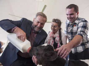 NDP Leader Tom Mulcair, left to right, his wife Catherine Pinhas Mulcair, and Federal NDP Candidate of Perth-Wellington Ethan Rabidoux feed a two-day old calf at the Slits Dairy Farm in Brunner, Ont., on Wednesday, July 22, 2015.