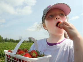 Young and old alike were out at the Shouldice Pick-Your-Own farm off Woodroffe Tuesday, picking strawberries before the end of the season. However, some of the little ones, like Ellie Mancini, 5, seemed to be doing more eating than picking as the adults toiled with the baskets.  (Julie Oliver / Ottawa Citizen)