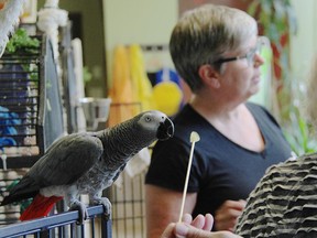 April, an African grey parrot named, enjoys some grape from a visitor at the Parrot Partner sanctuary in Smiths Falls, Ont.
