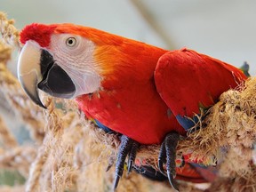 Parrot