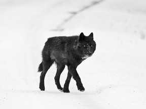 Wild wolf in the Canadian Rockies