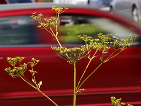 A small patch of wild parsnip just past its flowering stage on a roadside.