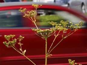 Wild parsnip is giant hogweed's shorter, yellow cousin and can be found in ditches and other wild places.