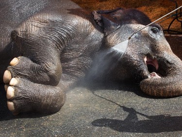 Here's an elephant getting a bath.