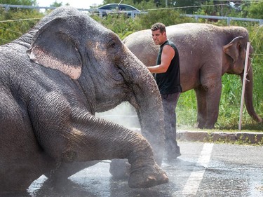 Asian elephant "Marie" gets a bath from trainer Dwayne Brake.