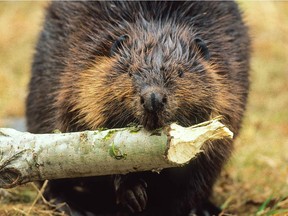 This plucky beaver is dragging a poplar log.