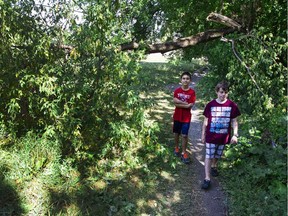 David Bosnjak, and Konstantine Assal, both 10, walk under a damaged limb hanging over the footpath Clegg Street near Main Avenue.