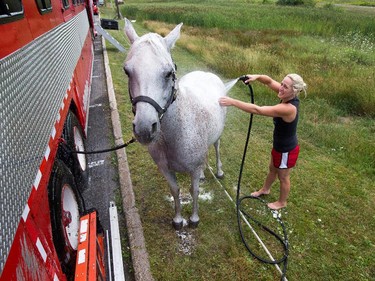 Erika Zervini cleans up "Barron", one of six Arabian horses she uses in her show.