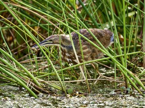 An American Bittern catches a small fish along Constance Creek. Like other herons the American Bittern eats a wide variety of prey including frogs, small rodents and insects.