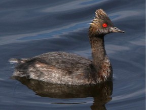 A rare sighting of an Eared Grebe at the Carillon power dam near Pointe-Fortune.