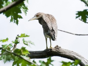 A juvenile Black-crowned Night-Heron roosts at Mud Lake during the day time before venturing off to feed at dusk.