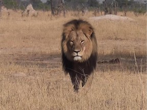 Cecil the lion in Hwange, Zimbabwe. He was lured out of a national park with food, shot with a crossbow and then tracked for hours until he was shot dead with a gun.