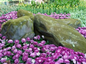 Learn about rock gardening.