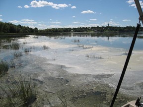Muskrat Lake, with the Cobden water tower in the distance. Natural and synthetic fertilizers are fuelling the growth of algae, including the dangerous blue-green strain of the single-cell plants.