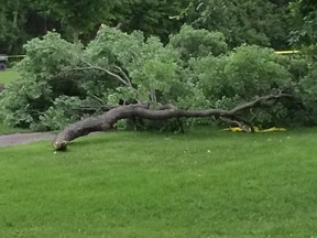 This huge tree branch fell at Fitzroy Provincial Park on Saturday, Aug. 1, 2015, injuring four and forcing a wedding to be moved.