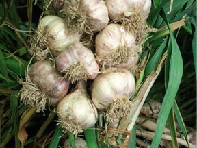 The Ottawa area garlic festivals take place this weekend.