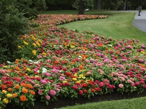 Some of the many blossoming flower beds  in Commissioner's Park, near Dow's Lake Pavilion.