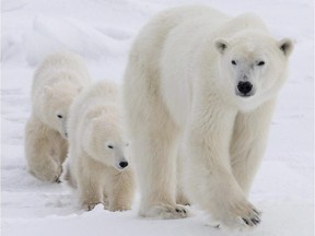 A new study suggests that even the High Arctic won't remain a sanctuary for polar bears if climate change continues at its current pace.