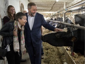 Federal NDP Leader Tom Mulcair, and his wife, Catherine Pinhas, pet a cow while visiting a dairy farm Tuesday in Danville, Que.