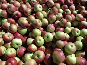 It's apple-picking time.