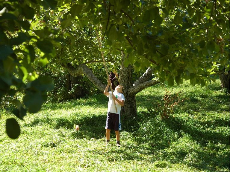 Five worth the drive for apples Ottawa Citizen