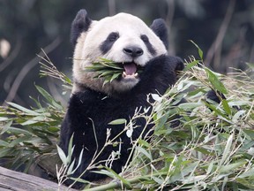 Female panda Er Shun eats bamboo at the Panda House at the Chongqing Zoo in Chongqing, China Saturday February 11, 2012. The Toronto Zoo will begin playing host to a male Da Mao and Er Shun on Monday, just over a year after the cuddly creatures were officially loaned to Canada by the Chinese government. THE CANADIAN PRESS/Adrian Wyld