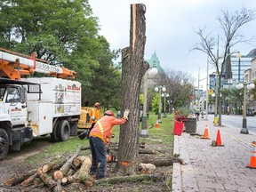 A crew topples a dead elm tree on Wellington St Monday as they begin to cut down 40 dead or dying elm trees along the Confederation Boulevard route. The trees, on Wellington and Elgin streets in Ottawa and Laurier Street in Gatineau are afflicted with Dutch elm disease and represent a potential danger to pedestrians and motorists.